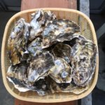 決定版 杵築 牡蠣 購入するならどこがオススメ? お持ち帰り用 大分県 杵築 牡蠣